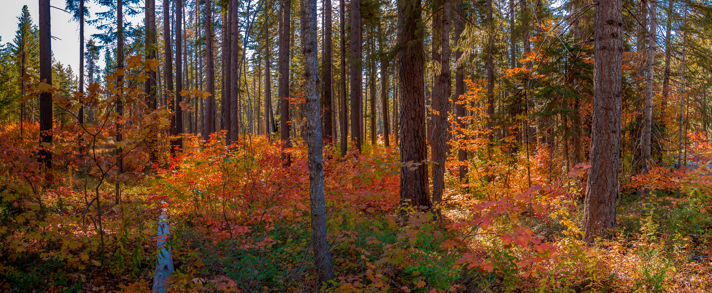 TheSunnyPics-20171004141204_NZ5A6906-Pano.jpg